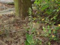 Brede wespenorchis